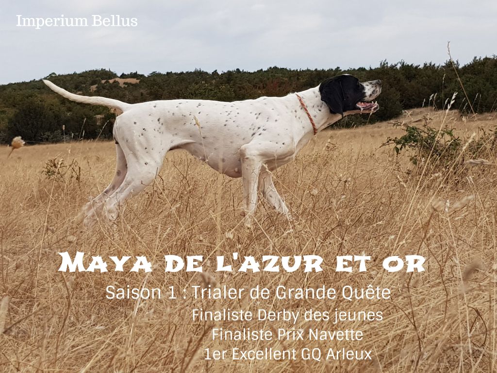 TR. Maya de l'azur et or