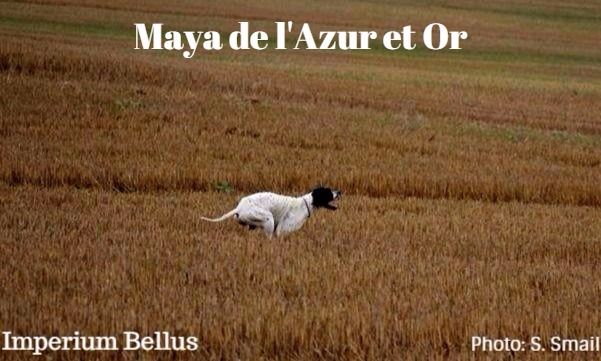 TR. Maya de l'azur et or