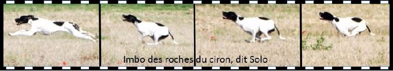 CH. TR. Imbo dit solo Des Roches Du Ciron