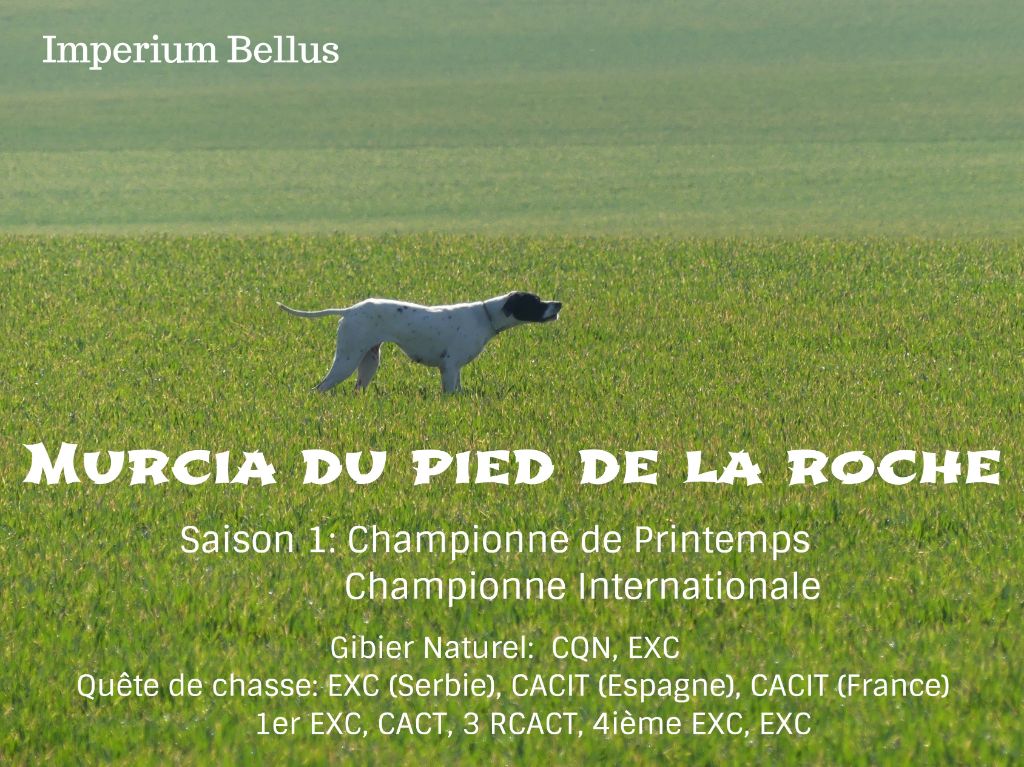 Imperium Bellus - Bilan de la saison de Field Trial 2018/2019