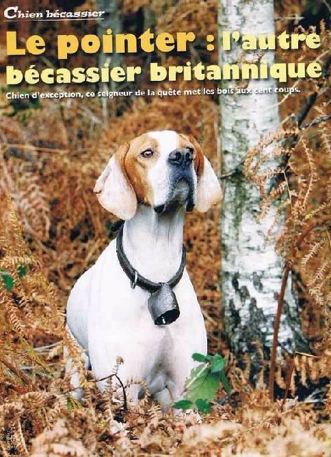 Imperium Bellus - Spécial bécasse: à lire par les amoureux de l'oiseau !